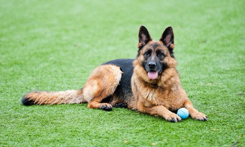 Dog sitting on artificial turf