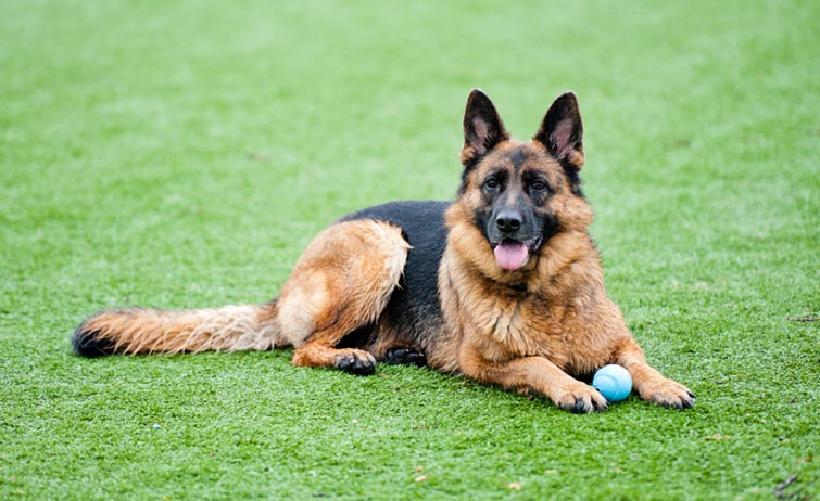 Dog sitting on artificial turf