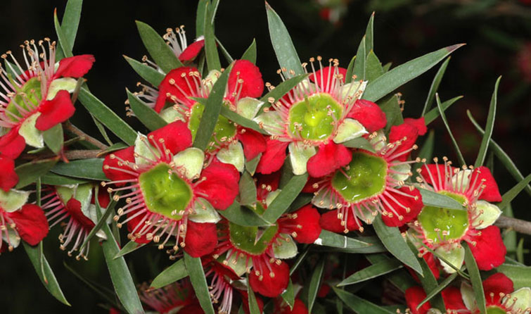 Leptospermum Spectabile Sydney Australia